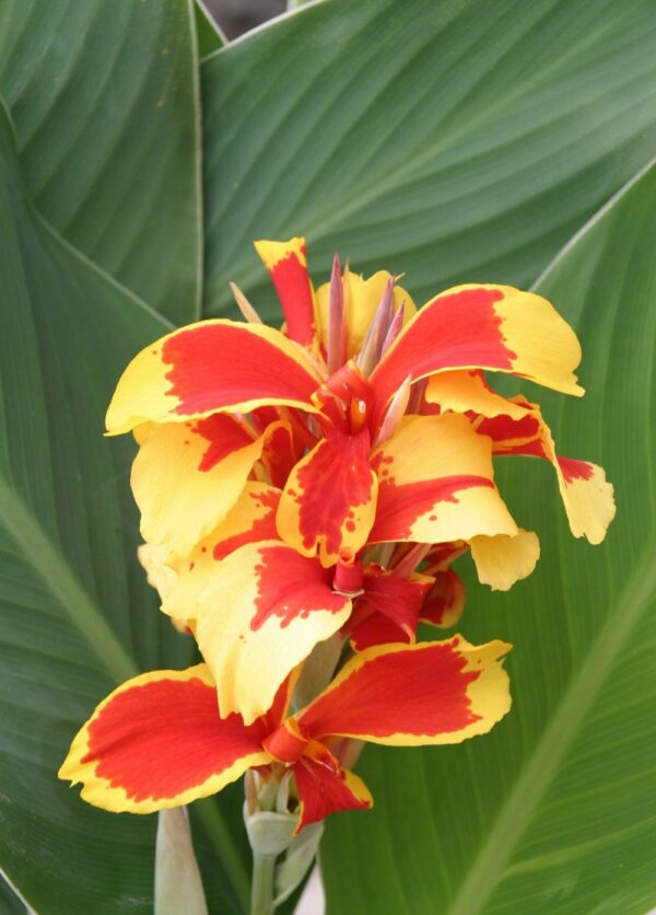 Canna Queen Charlotte