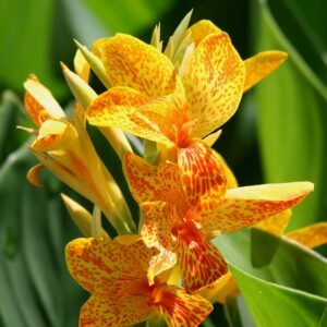 Canna Tenerife
