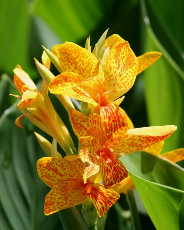 Canna Tenerife