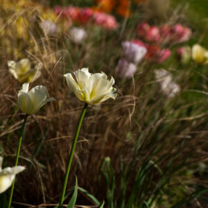 Carex comans Bronze