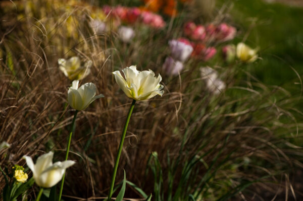 Carex comans Bronze