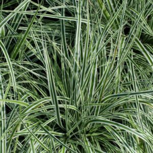 Carex oshimensis Everest