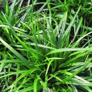 Carex morrowii 'Irish Green'
