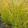 Carex testacea - 2L