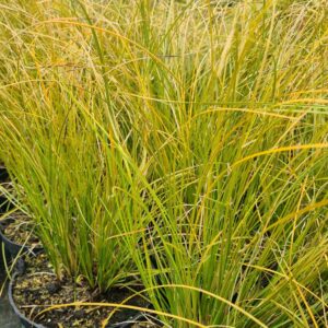 Carex testacea