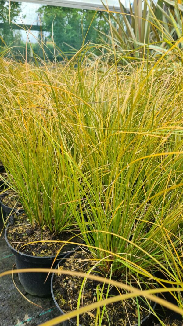 Carex testacea
