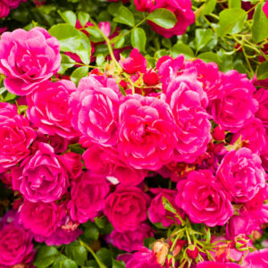 Rosa Flower Carpet Pink®