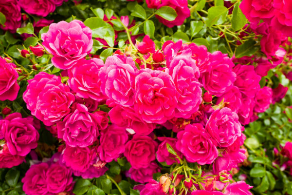 Rosa Flower Carpet Pink®