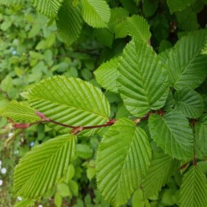 Carpinus betulus / Hornbeam Hedging