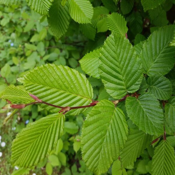 Carpinus betulus / Hornbeam Hedging