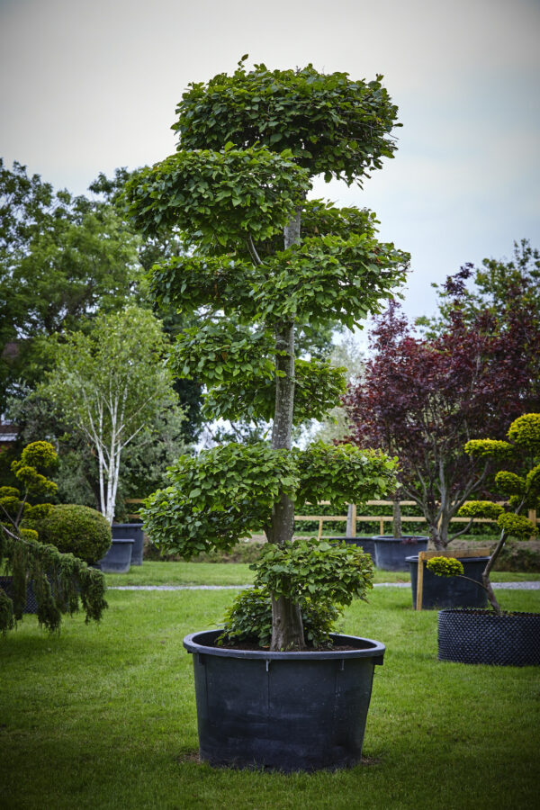 Carpinus betulus Specimen Bonsai - Image 2