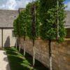 Carpinus betulus Mature Espalier - Image 3