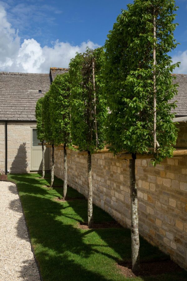 Carpinus betulus Mature Espalier - Image 3
