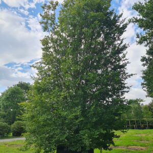 Carpinus betulus Fastigiata / Upright Hornbeam Specimen