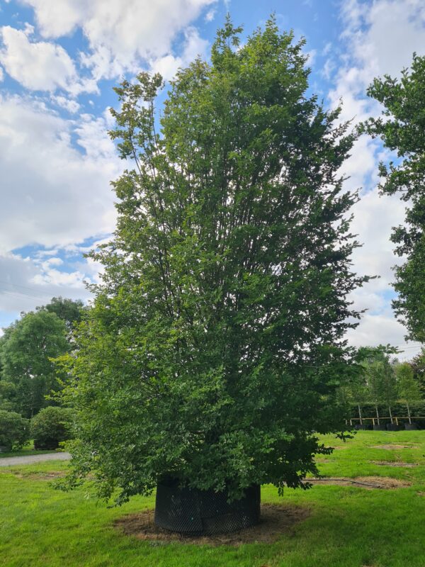 Carpinus betulus Fastigiata / Upright Hornbeam Specimen