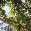 Carpinus betulus Standard Espalier - 35L 10-12cm girth, 1.8m stem, frame 1.5m W x 1.2m H