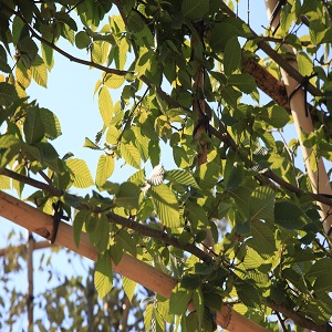 Carpinus betulus Standard Espalier