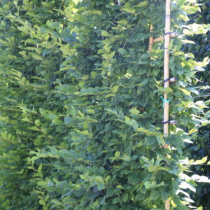 Carpinus Betulus Pleached Full Frame