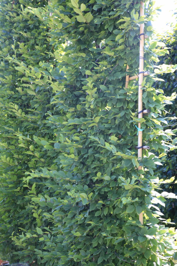 Carpinus Betulus Pleached Full Frame