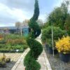 Cupressocyparis leylandii Castlewellan Gold Spirals - 45L 160-180cm
