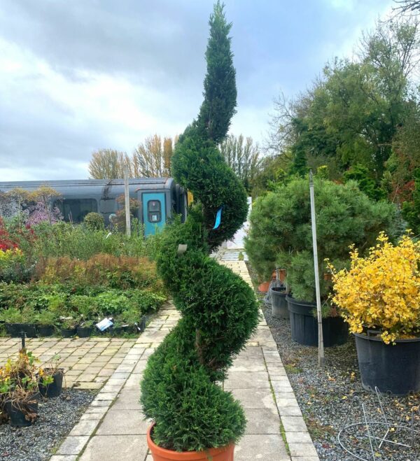 Cupressocyparis leylandii Castlewellan Gold Spirals