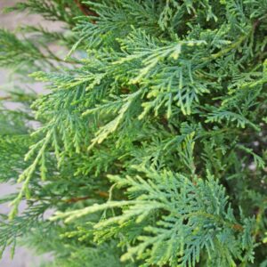 Cupressus Castlewellan Gold / Castlewellan Gold Cypress