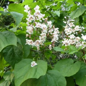 Catalpa biganoides / Indian Bean Tree