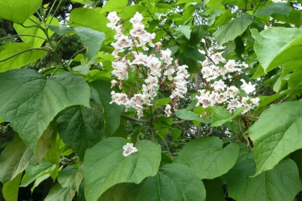 Catalpa biganoides / Indian Bean Tree