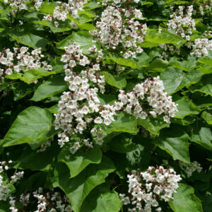 Catalpa biganoides Multistem