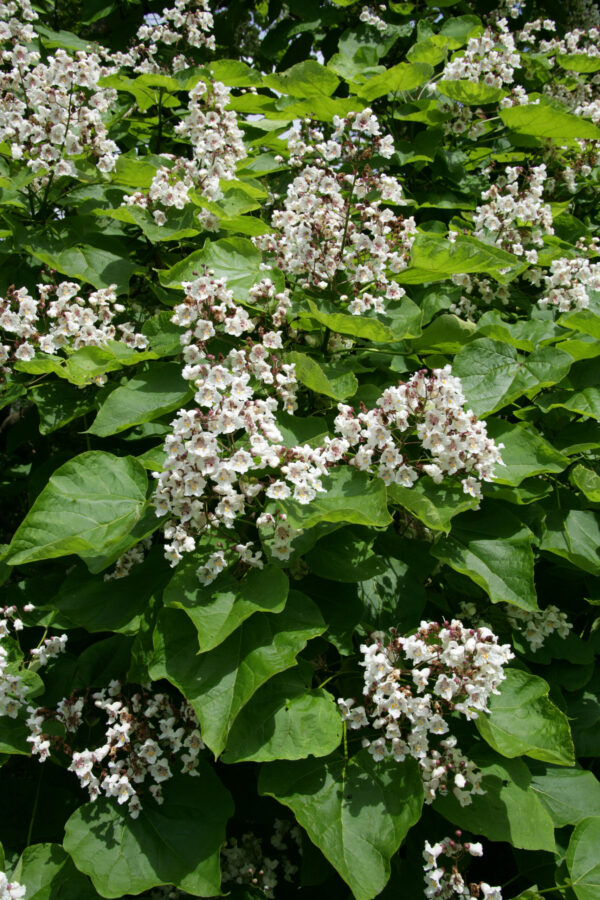 Catalpa biganoides Multistem