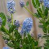 Ceanothus Victoria - 3L