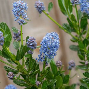 Ceanothus Victoria