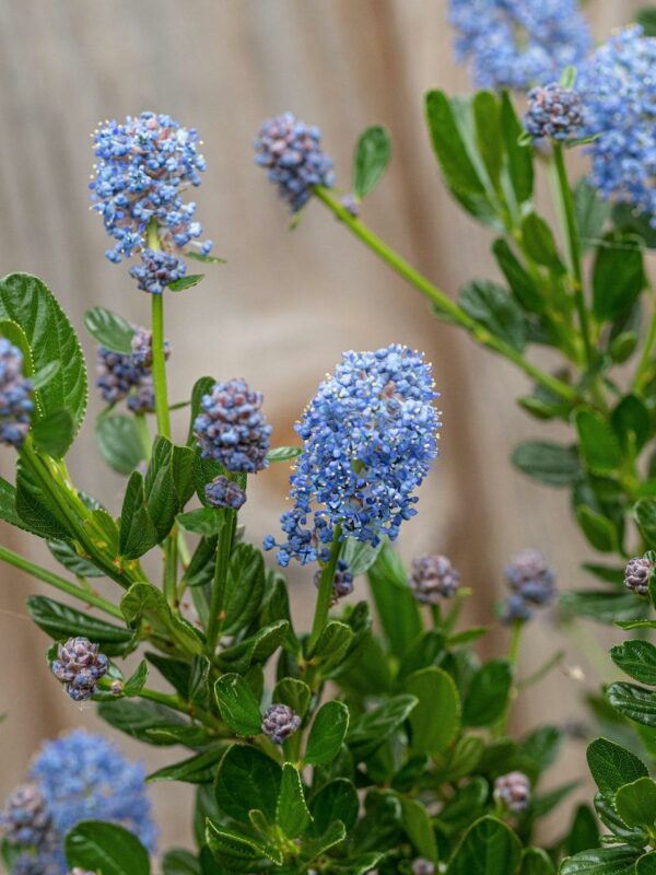 Ceanothus Victoria