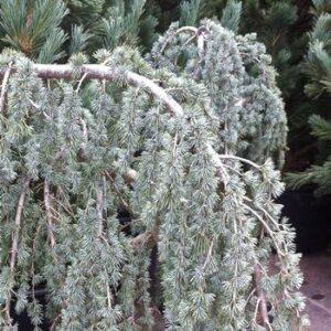 Cedrus atlantica Glauca Pendula / Blue Weeping Cedars
