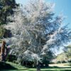 Cedrus atlantica Glauca - 130L 350-400cm