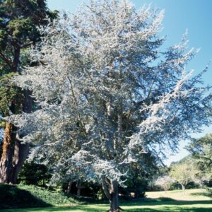 Cedrus atlantica Glauca
