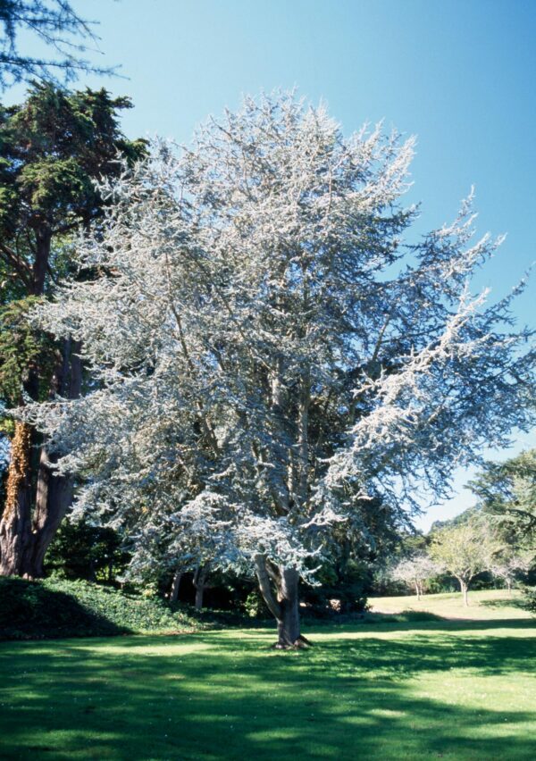Cedrus atlantica Glauca