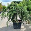 Cedrus deodara Pendula - 180L 20-25cm girth 1/2 standard