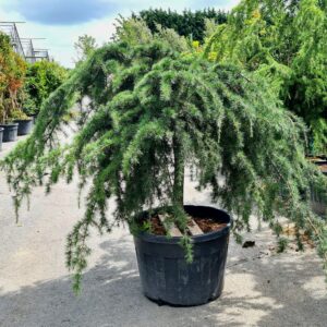 Cedrus deodara Pendula