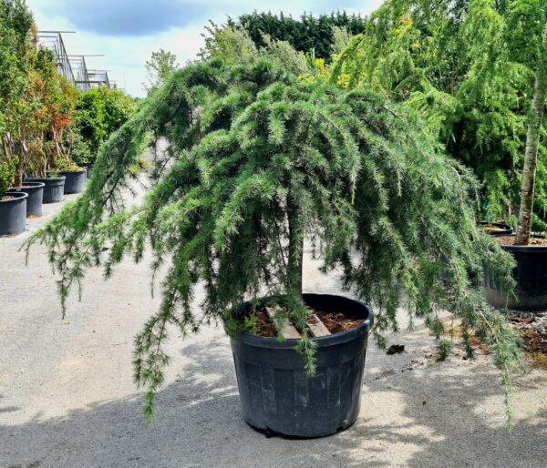 Cedrus deodara Pendula