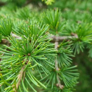 Cedrus libani
