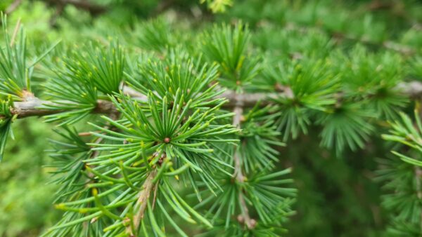 Cedrus libani