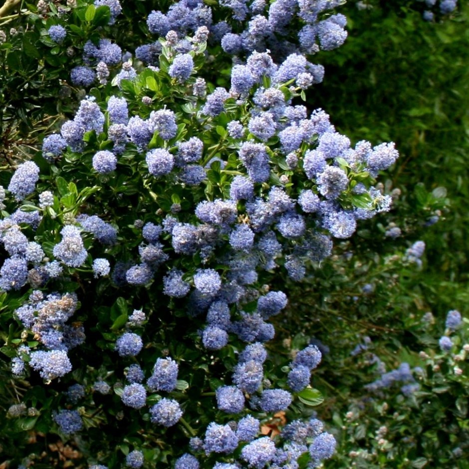 Ceanothus Skylark