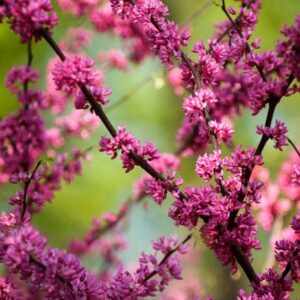 Cercis canadensis ‘Forest Pansy’