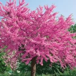 Cercis siliquastrum / Judas Tree