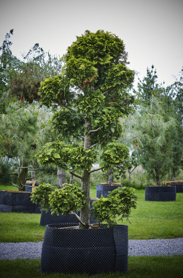 Chamaecyparis lawsoniana Stewart Shaped Specimen - Image 3