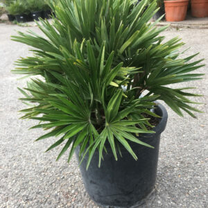 Chamaerops humilis Compacta