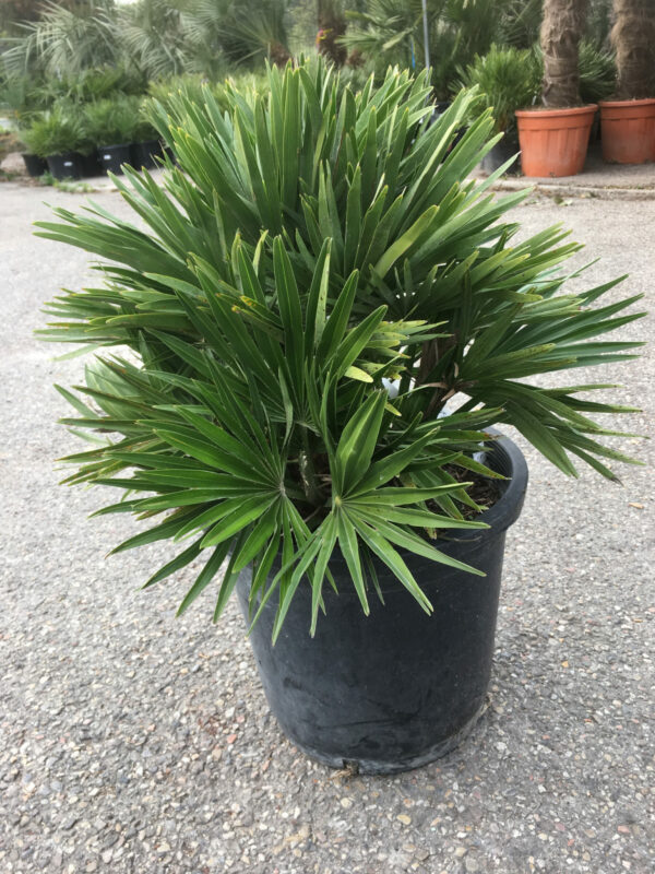 Chamaerops humilis Compacta