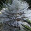 Chamaerops humilis  cerifera - 45L 40-50cm trunk, 80-110cm Height