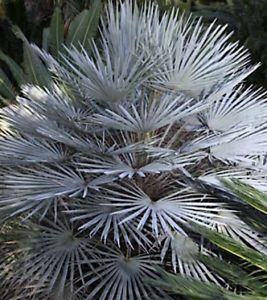 Chamaerops humilis  cerifera